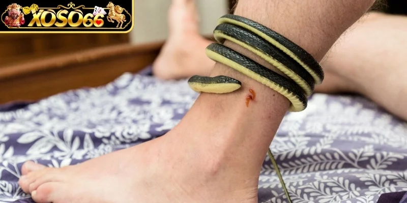 Trong mơ bị rắn cắn là điềm báo gì? 
